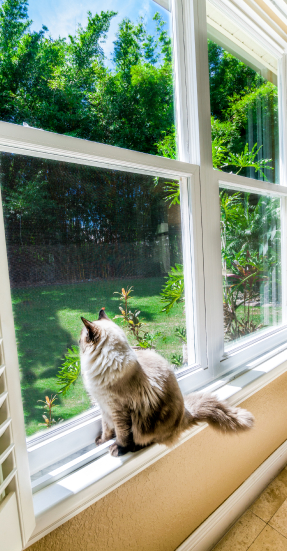 NewSouth Single Hung Windows 2 1